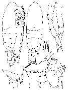 Species Calanoides philippinensis - Plate 9 of morphological figures