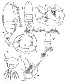 Species Paralabidocera antarctica - Plate 3 of morphological figures