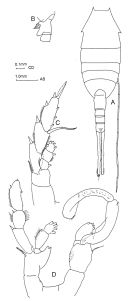 Espce Lucicutia bicornuta - Planche 2 de figures morphologiques