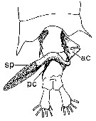 Espce Centropages typicus - Planche 23 de figures morphologiques
