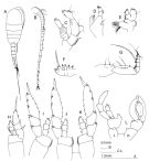 Espce Lucicutia flavicornis - Planche 2 de figures morphologiques