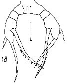 Espce Scaphocalanus echinatus - Planche 14 de figures morphologiques