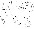 Espce Metridia lucens - Planche 20 de figures morphologiques