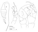 Espce Heterostylites longicornis - Planche 3 de figures morphologiques