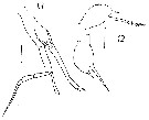 Espce Scolecithricella minor - Planche 21 de figures morphologiques