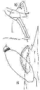 Espce Paraeuchaeta biloba - Planche 17 de figures morphologiques