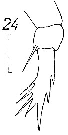 Espce Candacia sp.2 - Planche 1 de figures morphologiques