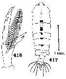 Species Pontella meadi - Plate 1 of morphological figures