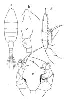 Espce Heterorhabdus spinifrons - Planche 5 de figures morphologiques
