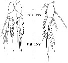 Espce Calanus hyperboreus - Planche 14 de figures morphologiques