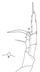 Species Heterorhabdus spinifer - Plate 3 of morphological figures