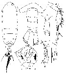 Espce Ivellopsis elephas - Planche 5 de figures morphologiques
