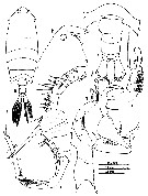 Espce Pontella sinica - Planche 12 de figures morphologiques