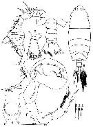 Species Pontella diagonalis - Plate 9 of morphological figures