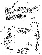 Espce Eurytemora affinis - Planche 4 de figures morphologiques