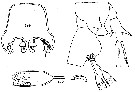 Espce Eurytemora affinis - Planche 5 de figures morphologiques
