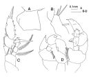 Espce Paraheterorhabdus (Paraheterorhabdus) robustus - Planche 5 de figures morphologiques
