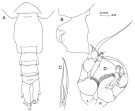 Espce Heterorhabdus pacificus - Planche 3 de figures morphologiques