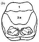 Espce Candacia simplex - Planche 13 de figures morphologiques
