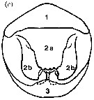 Espce Candacia bispinosa - Planche 9 de figures morphologiques
