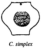 Espce Candacia simplex - Planche 14 de figures morphologiques