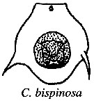 Espce Candacia bispinosa - Planche 10 de figures morphologiques
