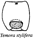 Espce Temora stylifera - Planche 31 de figures morphologiques