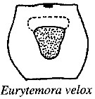 Espce Eurytemora velox - Planche 3 de figures morphologiques