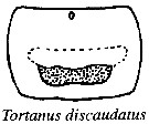 Espce Tortanus (Boreotortanus) discaudatus - Planche 9 de figures morphologiques