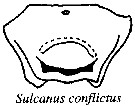 Espce Sulcanus conflictus - Planche 3 de figures morphologiques
