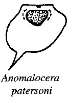 Espce Anomalocera patersoni - Planche 34 de figures morphologiques