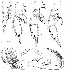 Espce Phaenna gibbosa - Planche 2 de figures morphologiques