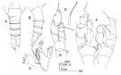 Espce Disseta palumbii - Planche 4 de figures morphologiques