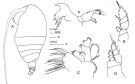 Espce Pseudhaloptilus eurygnathus - Planche 2 de figures morphologiques