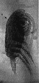 Espce Paracalanus indicus - Planche 36 de figures morphologiques