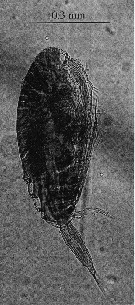 Espce Paracalanus indicus - Planche 37 de figures morphologiques