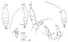 Espce Haloptilus oxycephalus - Planche 1 de figures morphologiques