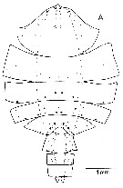 Espce Paraeuchaeta norvegica - Planche 23 de figures morphologiques