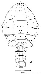 Espce Paraeuchaeta norvegica - Planche 24 de figures morphologiques