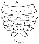 Espce Neocalanus plumchrus - Planche 32 de figures morphologiques