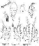 Espce Oithona brevicornis - Planche 26 de figures morphologiques