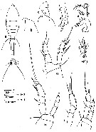 Espce Oithona cruralis - Planche 1 de figures morphologiques