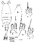 Espce Oithona fallax - Planche 13 de figures morphologiques