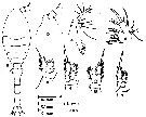 Espce Oithona nana - Planche 22 de figures morphologiques