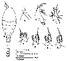 Espce Oithona nana - Planche 23 de figures morphologiques
