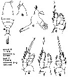 Espce Oithona plumifera - Planche 23 de figures morphologiques