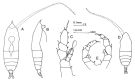 Espce Haloptilus acutifrons - Planche 1 de figures morphologiques