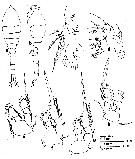 Espce Oithona robusta - Planche 10 de figures morphologiques