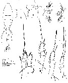Espce Oithona rostralis - Planche 1 de figures morphologiques