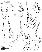 Espce Oithona setigera - Planche 17 de figures morphologiques